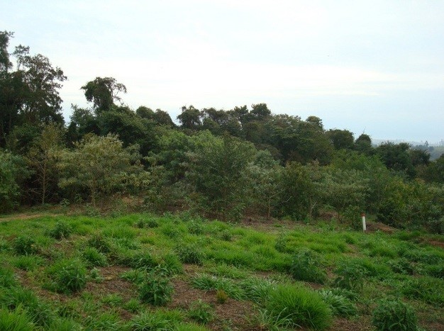 Phục hồi rừng nhiệt đới