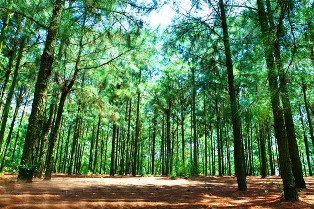 Cuộc khảo sát quy mô lớn nhằm phát hiện mối quan hệ di truyền giữa các loài Thông tự nhiên ở Việt Nam dựa trên phân tích trình tự nucleotide hai vùng gen matK và rbcL trong hệ gen lục lạp