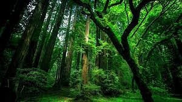 Vì sao rừng già quan trọng?