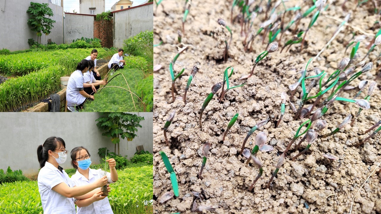 Sưu tầm, bảo tồn và phát triển nguồn gen Sa mu dầu ở Việt Nam