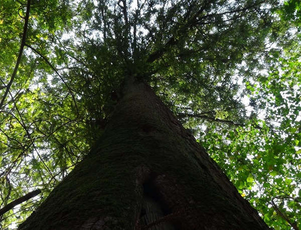 Đánh giá hiện trạng và dự báo môi trường sống phù hợp của loài Sa mu dầu Cunninghamia konishii dưới tác động của biến đổi khí hậu ở Việt Nam