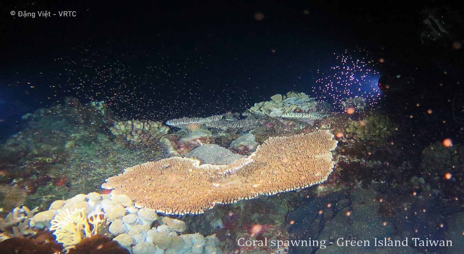 Description: A picture containing reef, underwater, organism, marine biologyDescription automatically generated