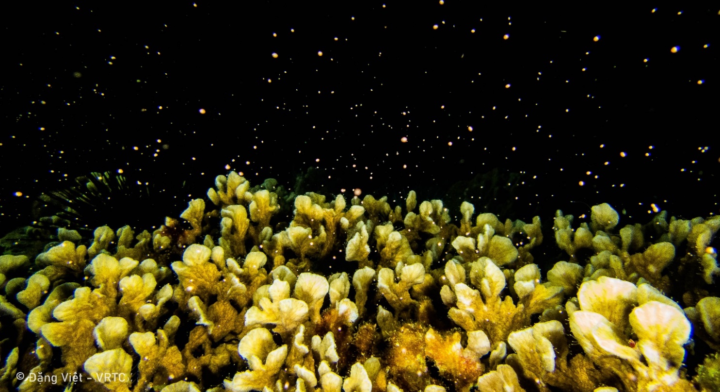 Description: A picture containing reef, underwater, outdoor, natureDescription automatically generated