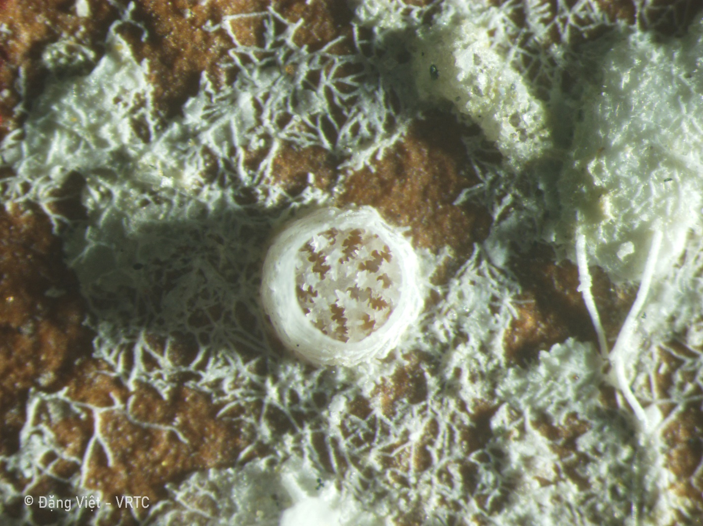 Description: A close-up of a white round objectDescription automatically generated with low confidence