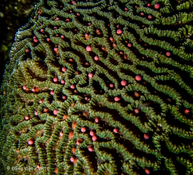 San hô sinh sản hữu tính như thế nào?