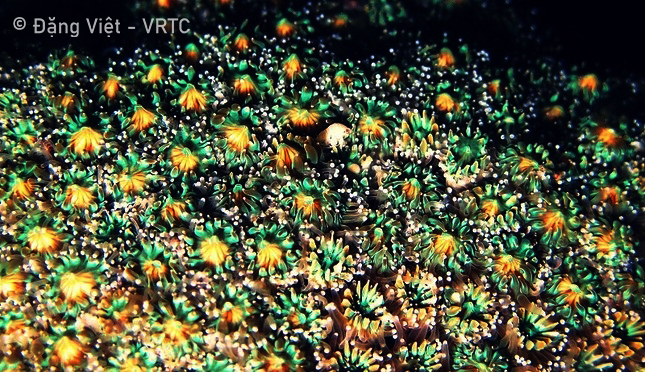 Description: A picture containing reef, colorfulness, artDescription automatically generated