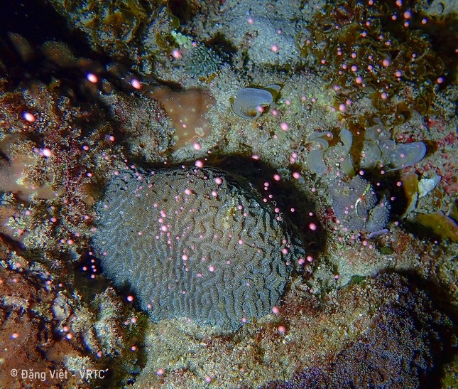 Description: A picture containing reef, organism, marine invertebrates, marine biologyDescription automatically generated