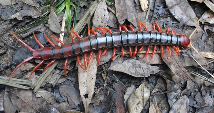 Ghi nhận mẫu rết kích thước lớn của loài Scolopendra cataracta ở Việt Nam