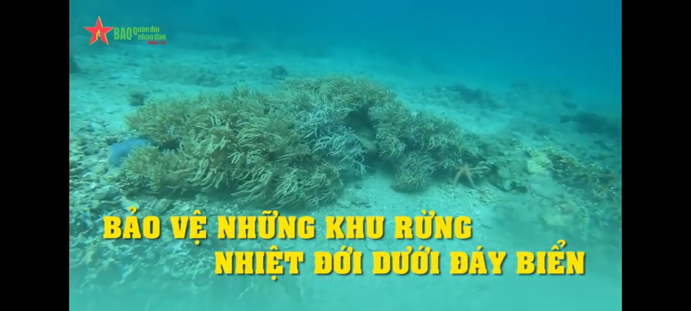 Bảo vệ những khu rừng nhiệt đới dưới đáy biển