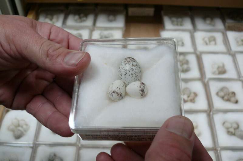 Chim đẻ trứng sớm hơn do biến đổi khí hậu