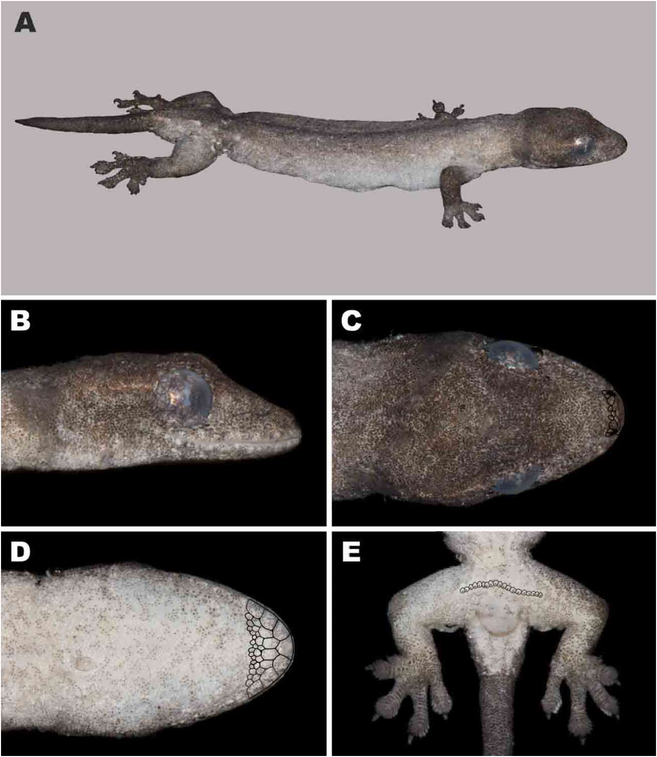 Description: C:\Users\Tropical storm\Downloads\figure.png