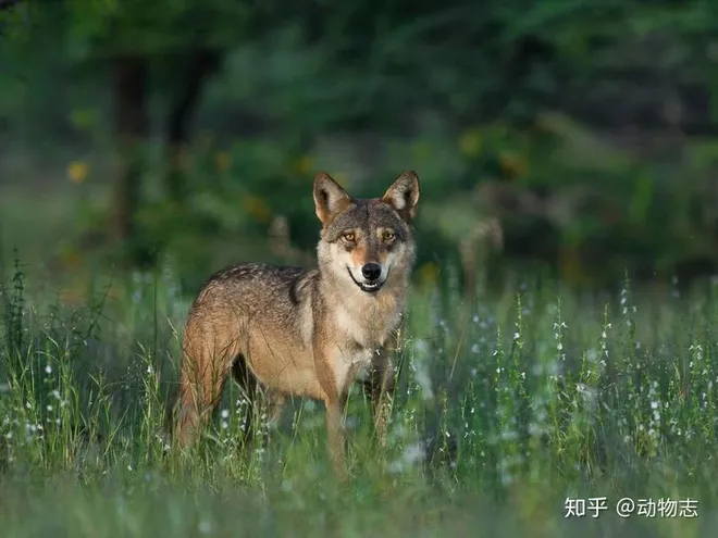 Đi tìm nguồn gốc của chó nhà