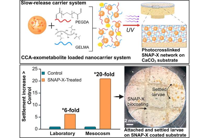 Loại mực giúp tăng cường sự định cư của san hô gấp 20 lần, có thể góp phần tái tạo rạn san hô trên toàn cầu